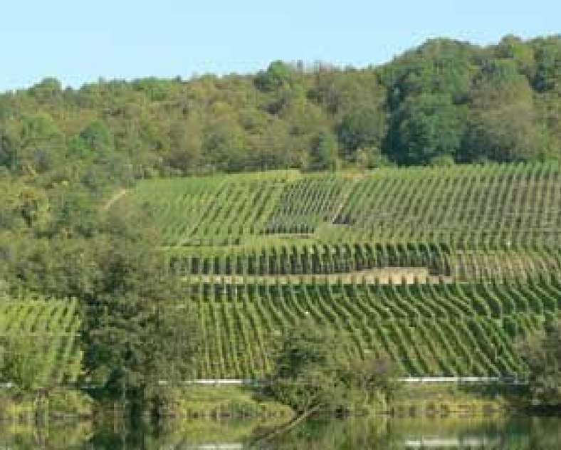 DOMAINE MUR DU CLOITRE