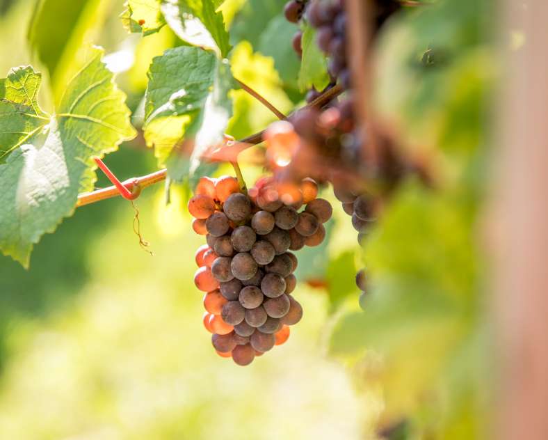 Photo SONTAG Domaine Sontag