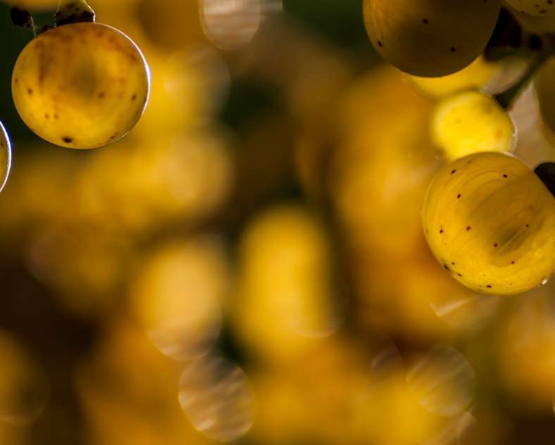 Nicolas PIERON Domaine Enivrance