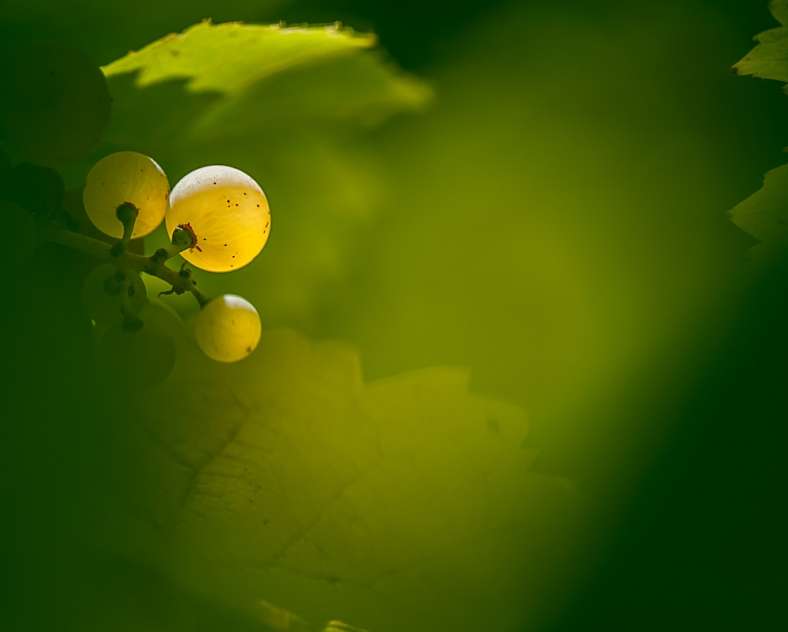 Nicolas PIERON Domaine Enivrance