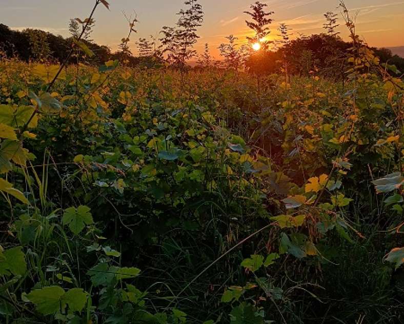 Nicolas Pieron Domaine Enivrance