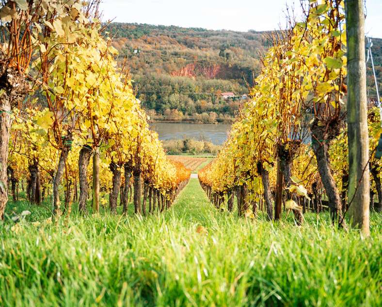 Domaine Florescence  Domaine Florescence