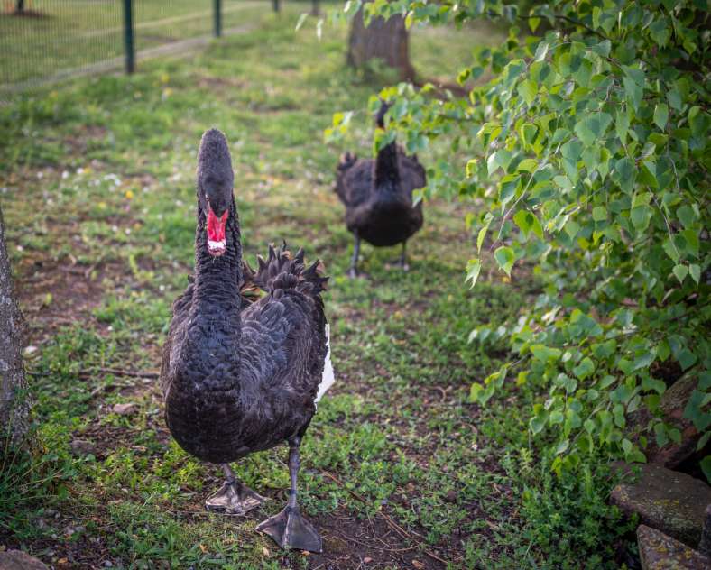 JM GUZIK Parc municipal de Freyming-Merlebach