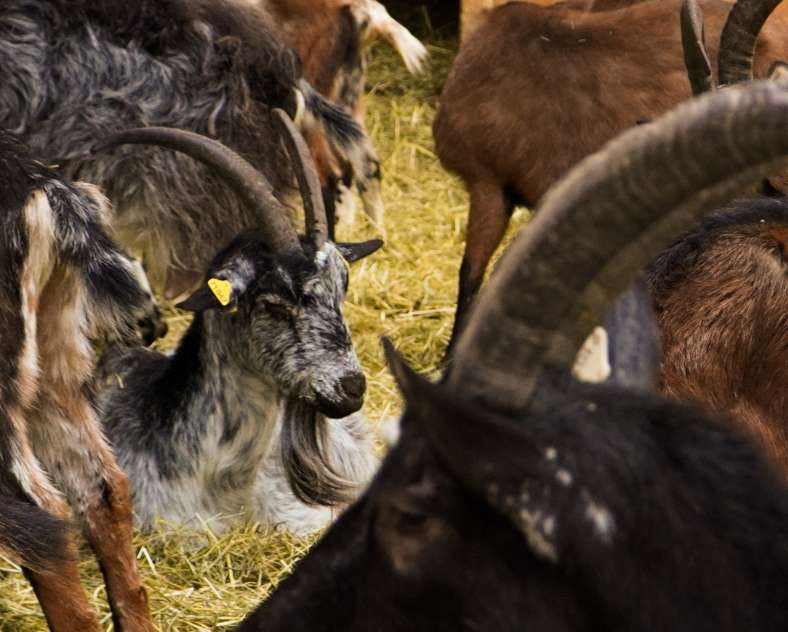 Trois Frontières Tourisme La chèvre'rit - Céline Arnould