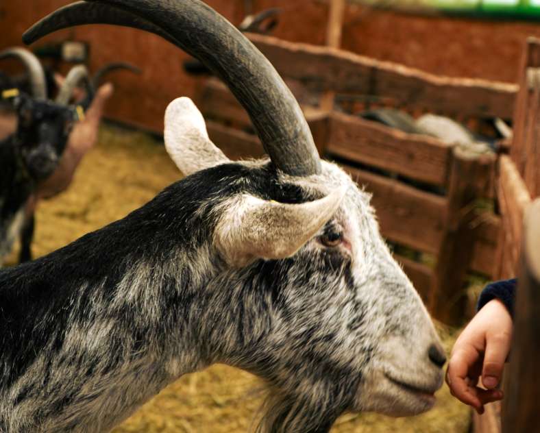 Trois Frontières Tourisme La chèvre'rit - Céline Arnould