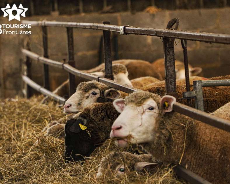 Céline MONTLAUR - Trois Frontières Tourisme Earl du Chambeyron