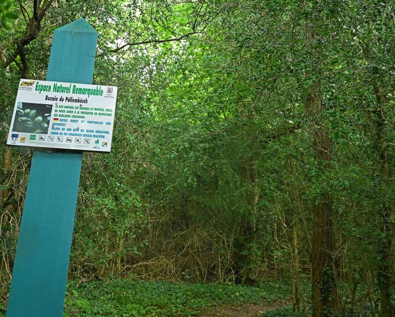 LA FORÊT DU BUIS