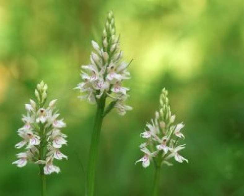 RÉSERVE NATURELLE NATIONALE DE MONTENACH