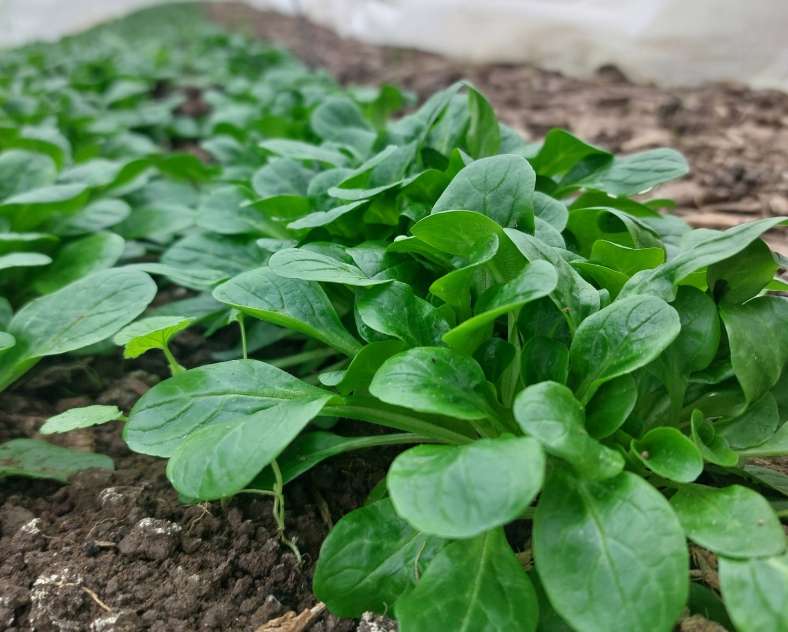 Estelle CHELI Les jardins de Popote