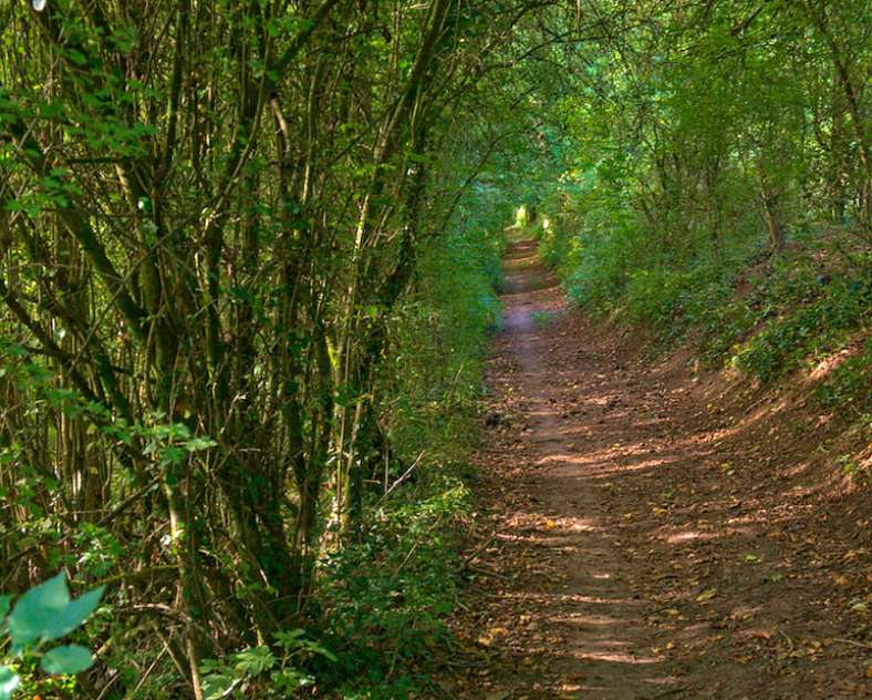 Emmanuel Stourm 2020
Licence Open Data Forêt de l'altenberg