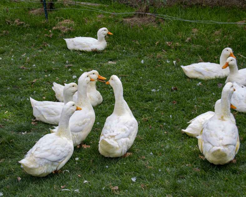Julie Moritz - Trois Frontières Tourisme La campagne du pony ranch