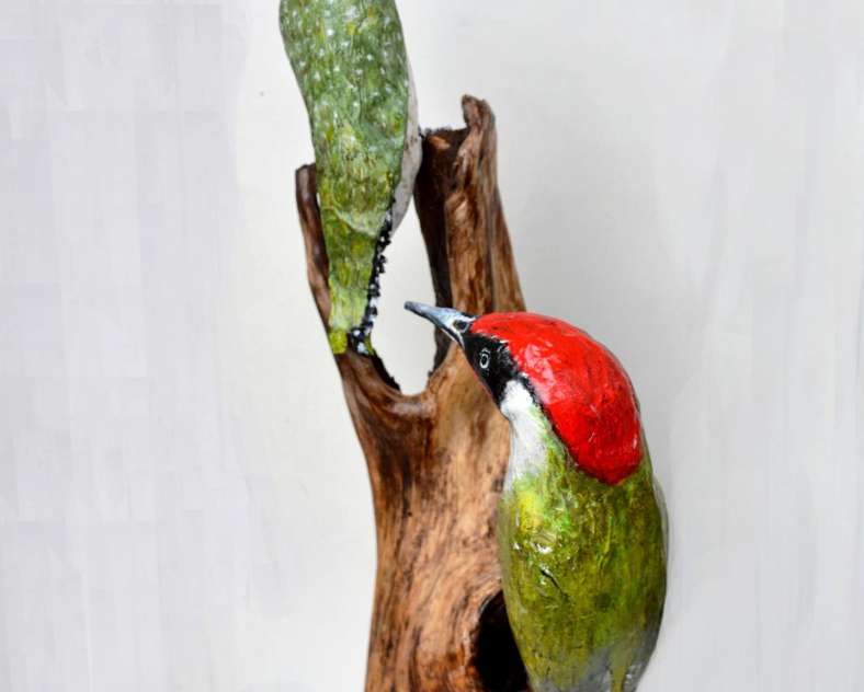 Petite Tortue Petite tortue