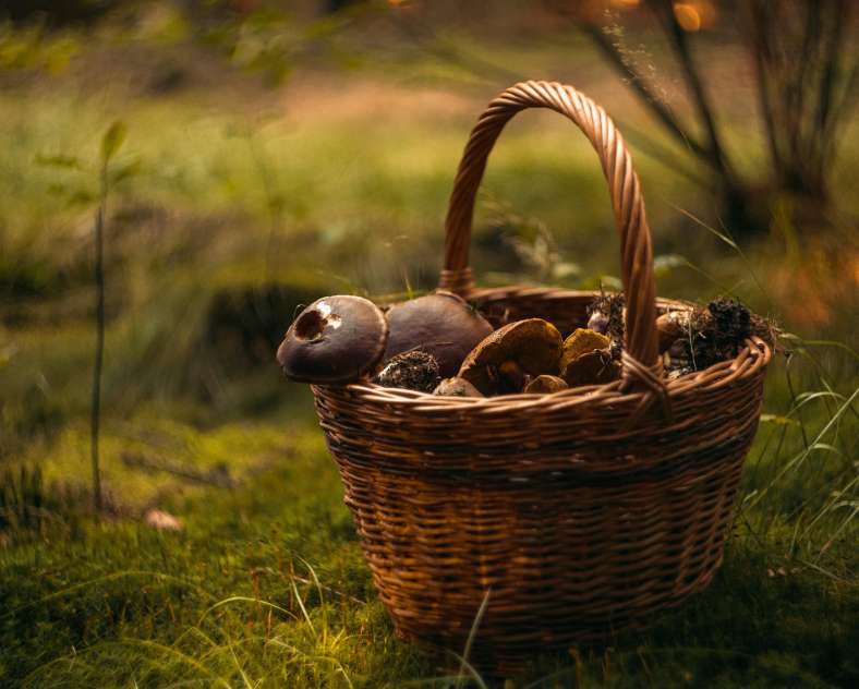 fjord77 - Pixabay Sorties Nature - Les plantes sauvages comestibles