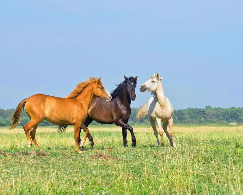 Unsplash - Annika Treial Le haras du moulin