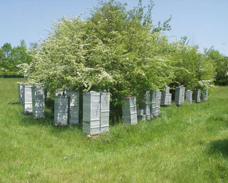 GAEC LIMON Famille Limon - Apiculteur