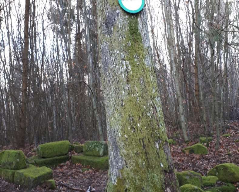 Pays de Phalsbourg Tourisme Vestiges gallo-romains du Wasserwald