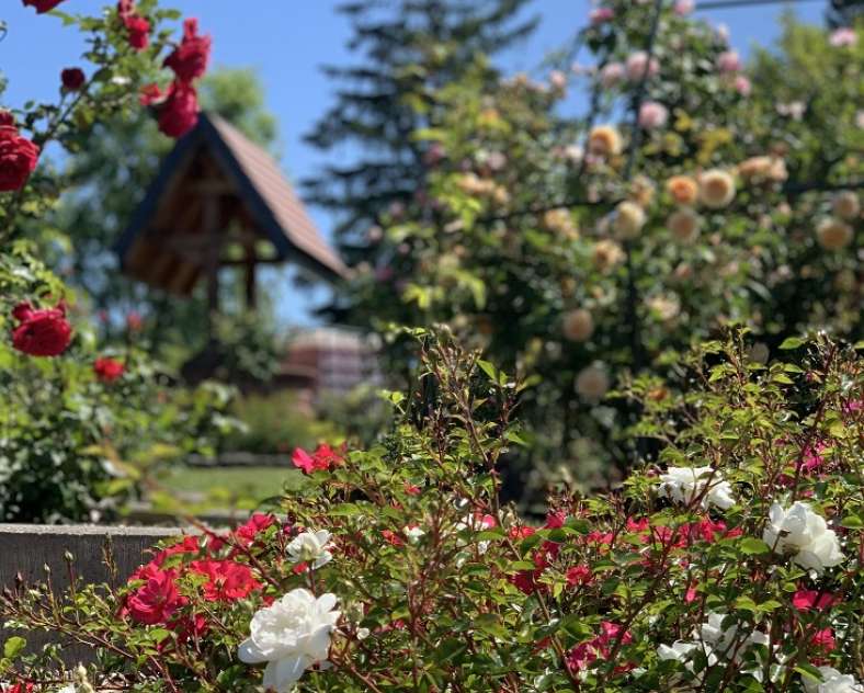 JARDIN DES ROSES