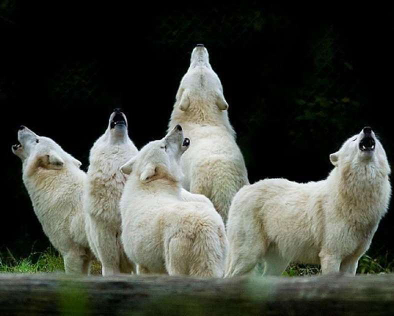 Parc animalier de Ste Croix Sainte-Croix animal park