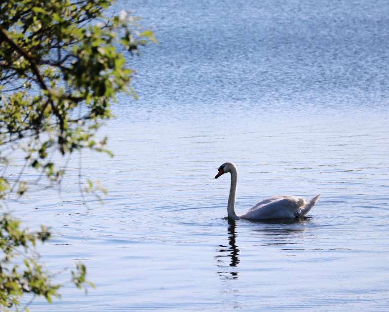 TSMS - A. Muller  Gondrexange pond