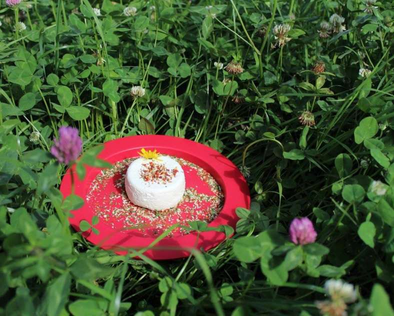 Goat farm Biques et Bob