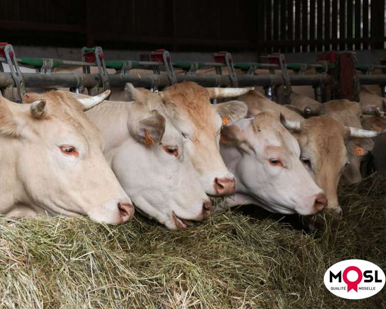 Lid Sirkis Earl de la libération