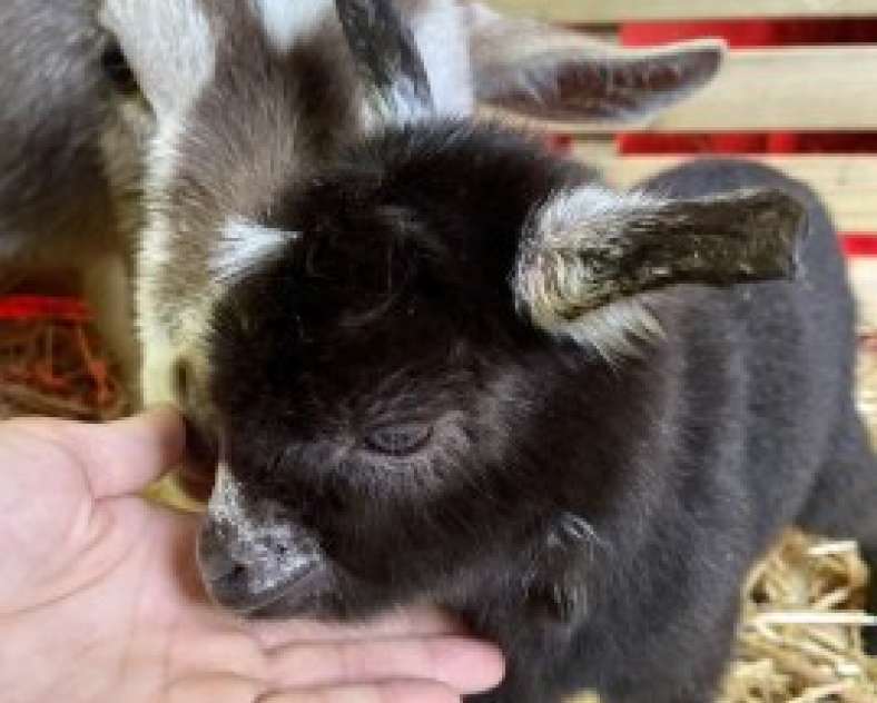 La contrée des minis  Ferme pédagogique la Contrée des Minis