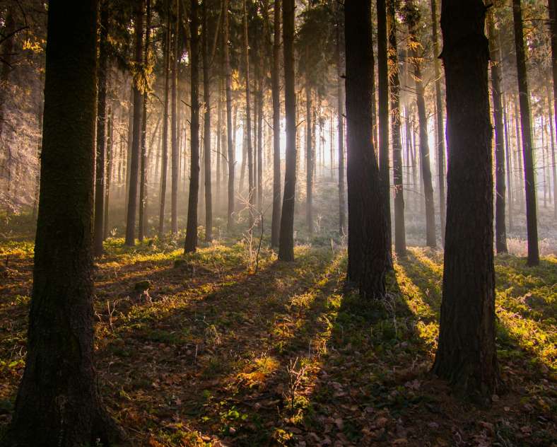 Vitezslav Vylicil pour Pexels - mars 2026
Balade immersive en forêt sur les pas d'Emile