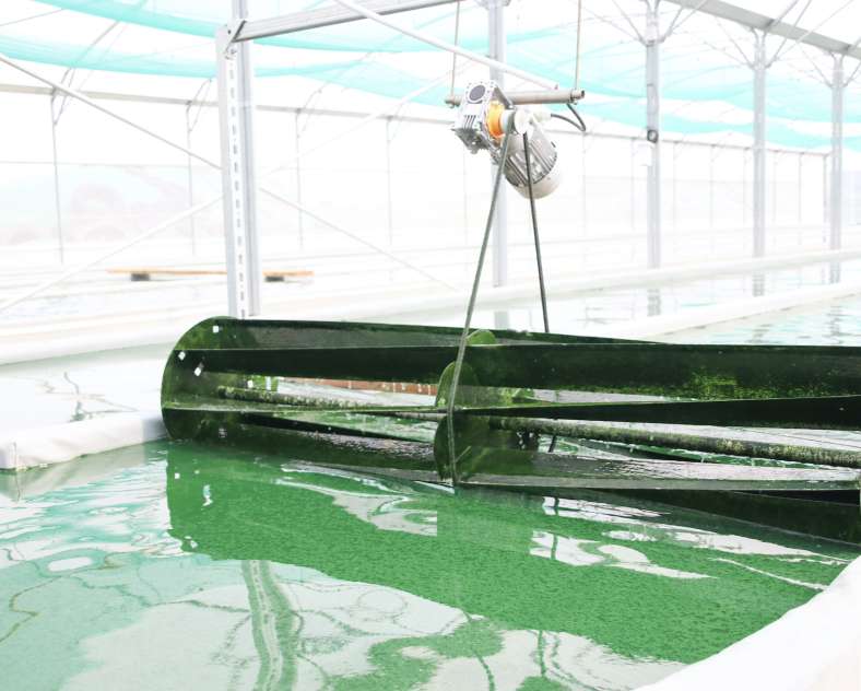 Lid Sirkis Ferme aquacole les spires d'Aline