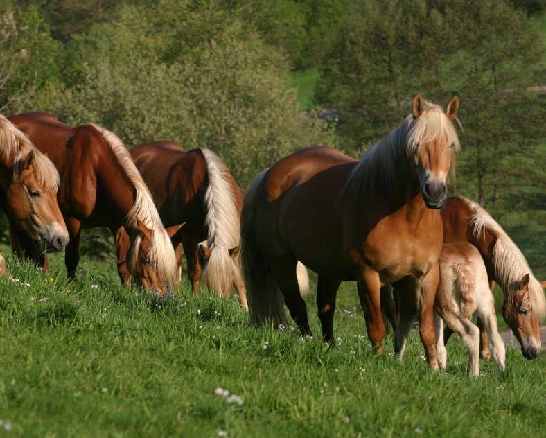 La Voie Lactée La Voie Lactée - la jumenterie et ses produits de beauté