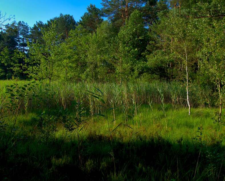 Emmanuel Stourm 2020
Licence Open Data  The peat bog at Hanau lake
