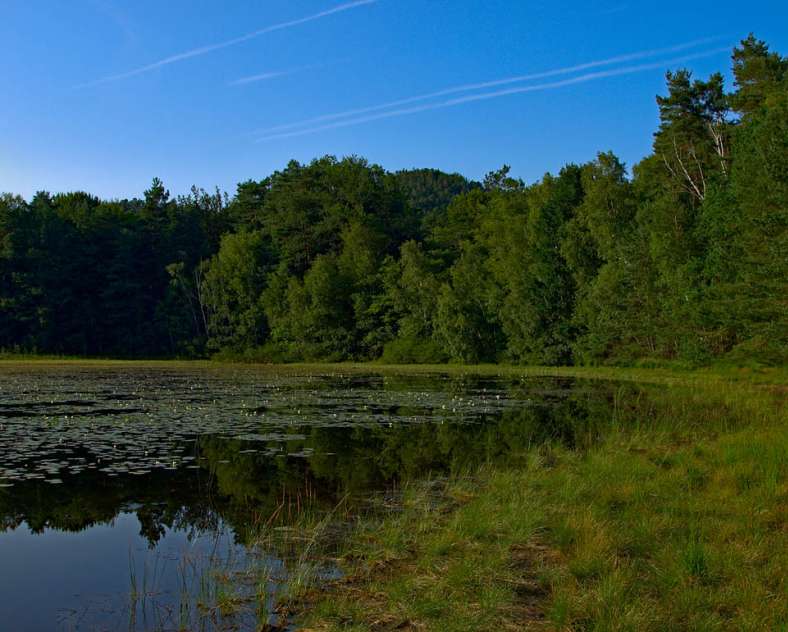 Emmanuel Stourm 2020
Licence Open Data Étang de waldeck - réserve naturelle