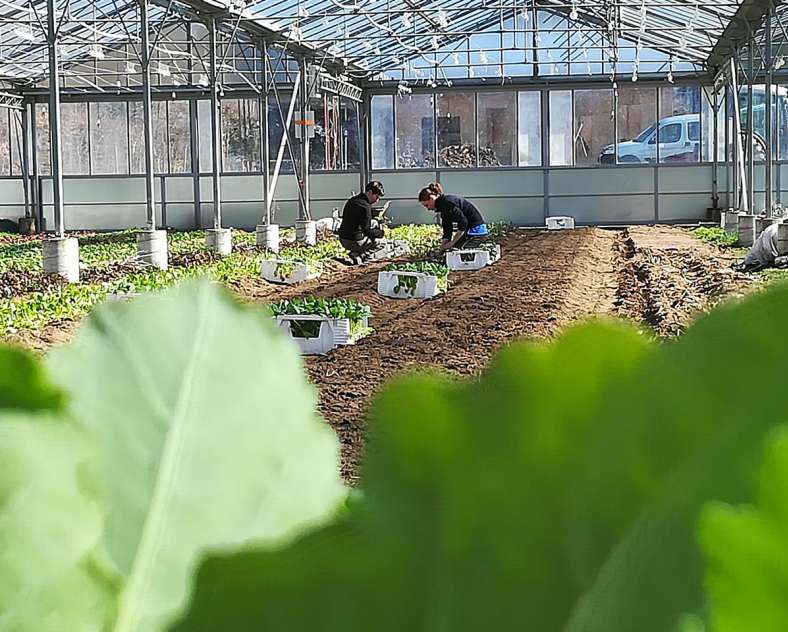 Vegetal respekt  Vegetal respekt