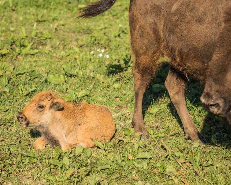 Pascale Meyer  Buffalo ranch safari