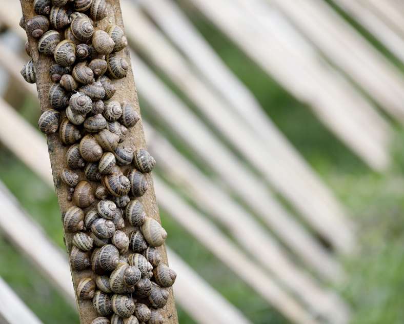 Gilles Pecqueur  Ferme hélicicole - l'escargot du Pays de Bitche