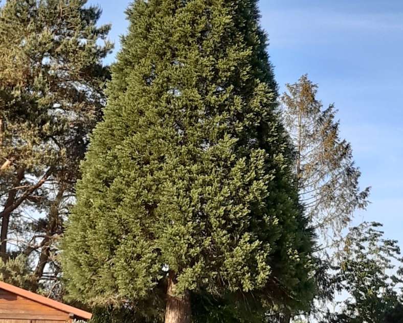 Sylvie Huber  Gîte du séquoia