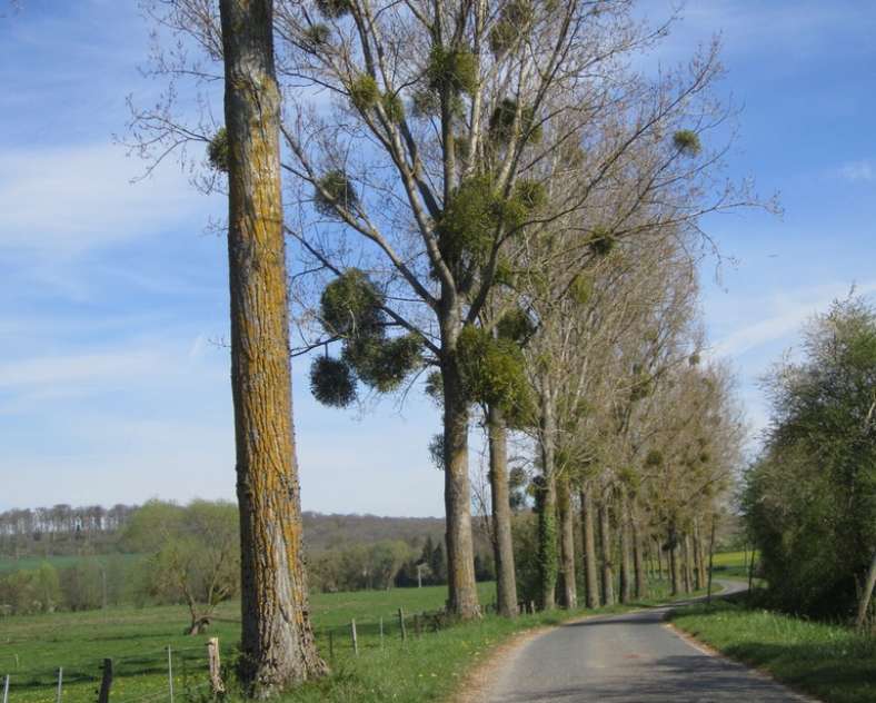 ccs  Sentier forestier de Mulcey