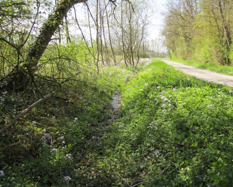 ccs  Sentier forestier de Mulcey