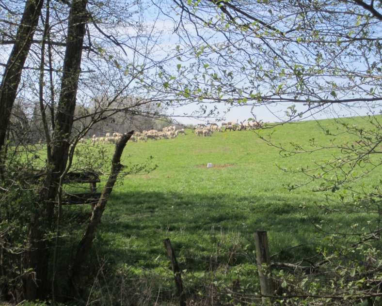 ccs  Sentier forestier de Mulcey