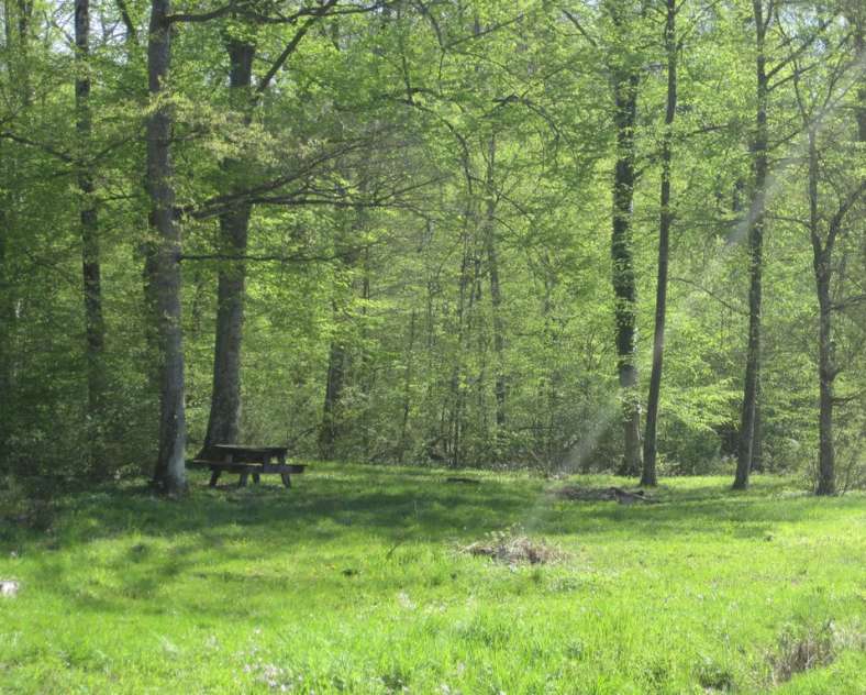 ccs  Sentier forestier de Mulcey