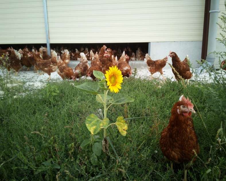 EARL TROTTMANN Earl Trottmann