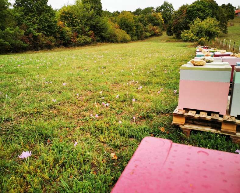 Wendy_PFAUWADEL Les ruchers de Wendy