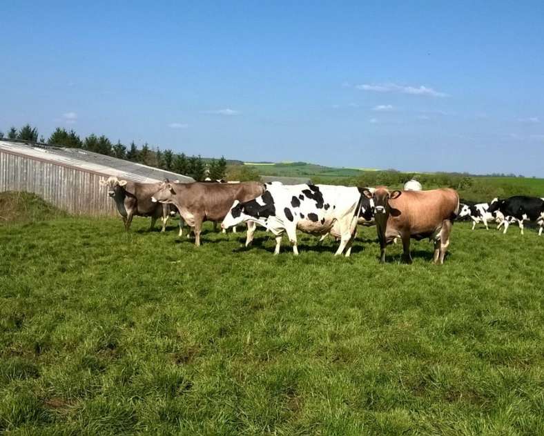 GAEC_Caps De la ferme aux fromages