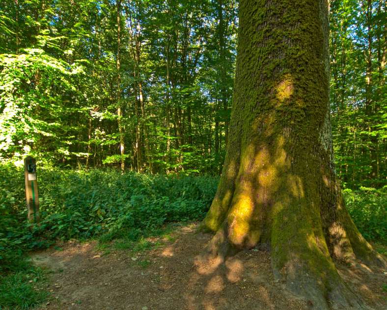 THE MONKS' OAK