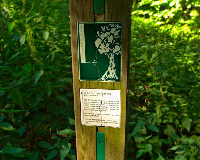 Emmanuel Stourm 2020
Licence Open Data The monks' oak