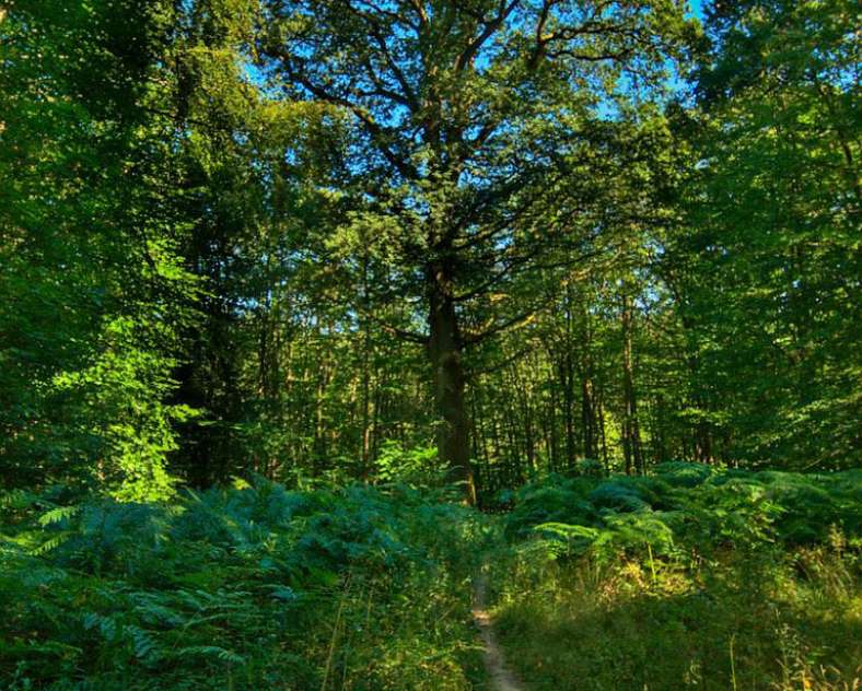 Emmanuel Stourm 2020
Licence Open Data The monks' oak