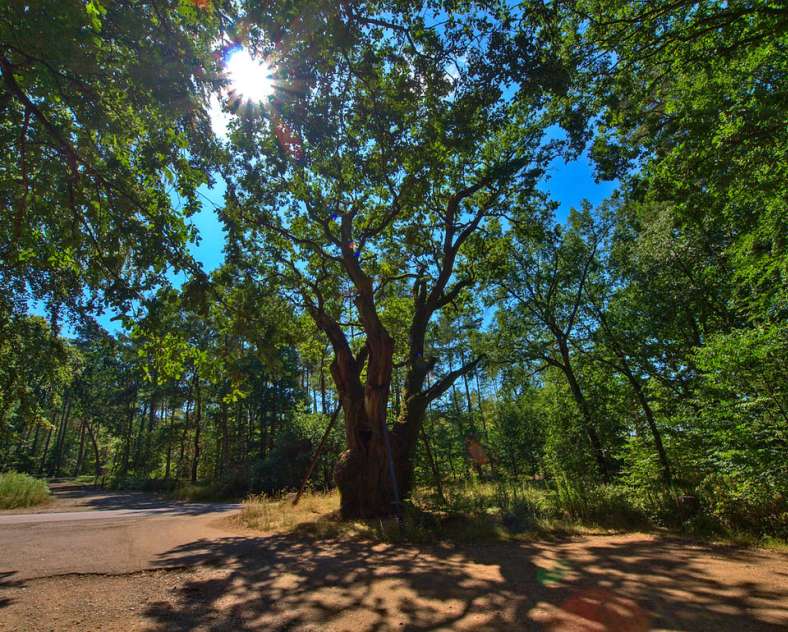 Emmanuel Stourm 2020
Licence Open Data Steinberg - Jeanne d'Arc