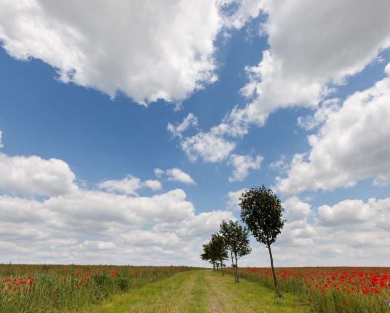 OT Forbach Mill circuit