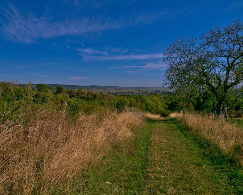 BETWEEN ORCHARDS AND FORESTS