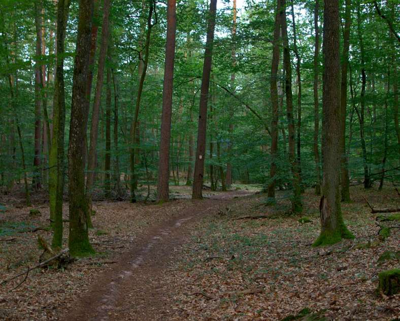 Emmanuel Stourm 2020
Licence Open Data In the shadow of the great Arnsbourg