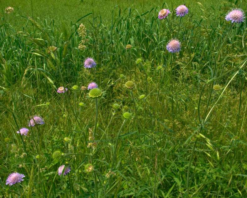 Emmanuel Stourm 2021 
Licence OpenData  The upper Canner valley